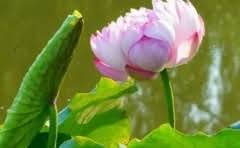 天然气货车三元催化在什么位置?