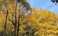 美的中央空调玲珑和tr哪个好?