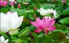 厨房先吊顶还是先安装燃气热水器?