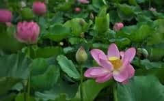 建行审核通过后可以查额度吗?